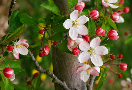 گل درخت گلابی و سیب