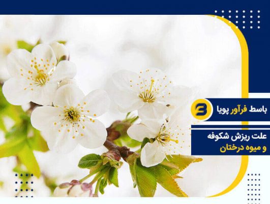 علت ریزش شکوفه و میوه درختان و استفاده از کود روی