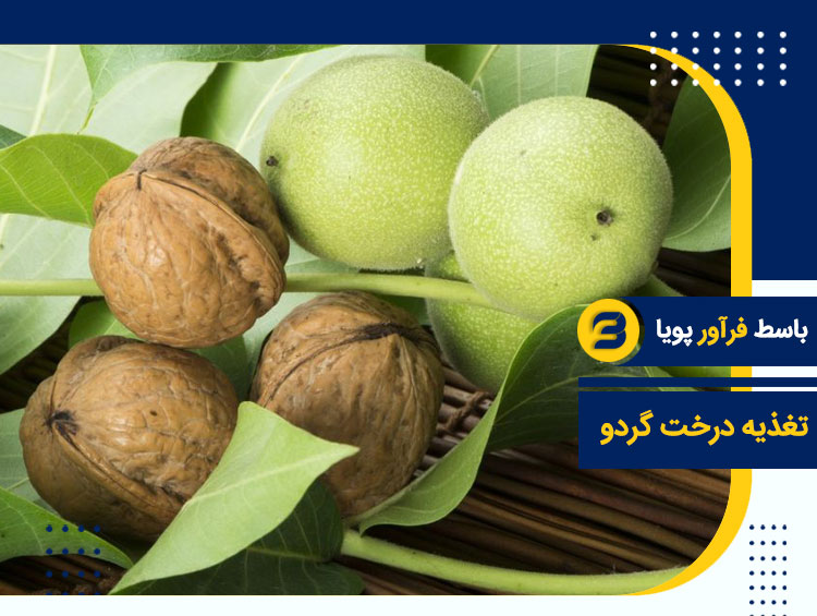 کود درخت گردو