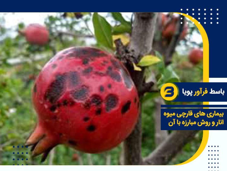 بیماریهای قارچی میوه انار و روش مبارزه با آن