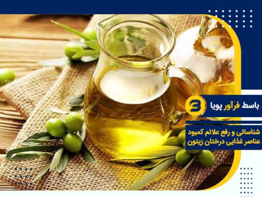 تغذیه درخت زیتون