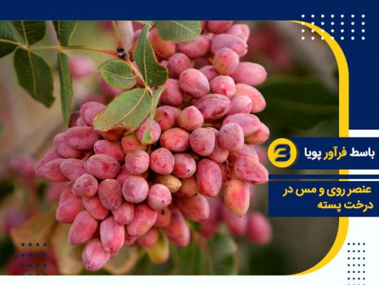 کود درخت پسته