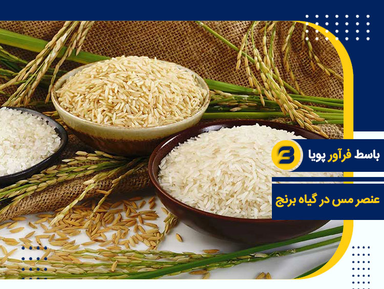 سولفات مس در برنج