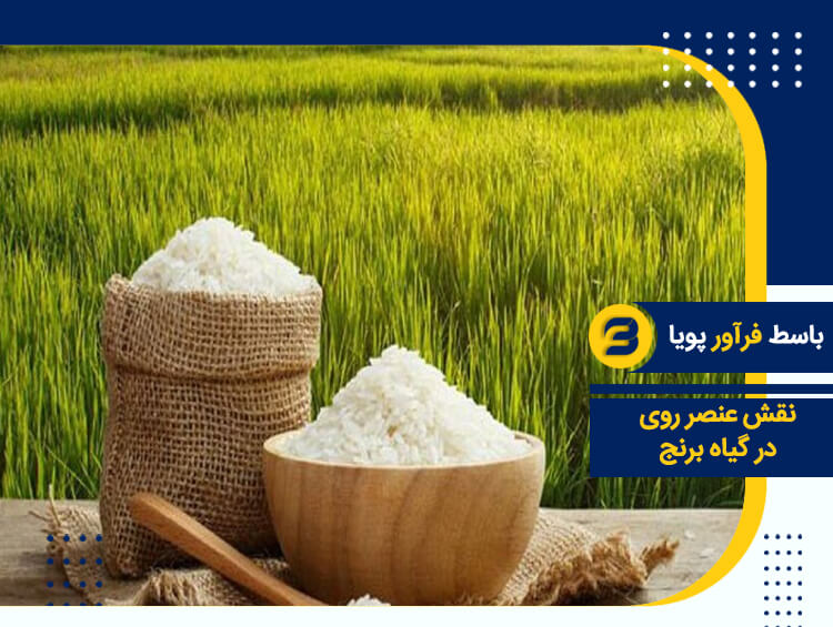 تقویت نشا برنج